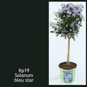 Bild von KP19 Solanum  stam "Actie" rantonetti Bleu star